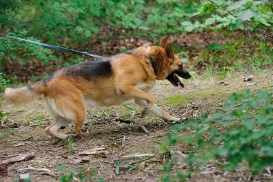 выгул собак, собака, домашние животные, фонд Умка, защитники животных, пёс Евгений Кулешов, ИА PrimaMedia.ru